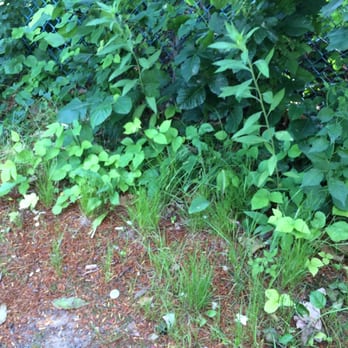Mountain View Drive In - Watch out for the poison ivy - Ice Cream & Frozen Yogurt Near Me - Hampden, Massachusetts Mountain View Drive In - Watch out for the poison ivy - Ice Cream & Frozen Yogurt Near Me - Hampden, Massachusetts