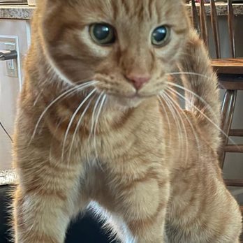 Central Veterinary Hospital - Veterinarians Near Me - Fremont, California Central Veterinary Hospital - Veterinarians Near Me - Fremont, California