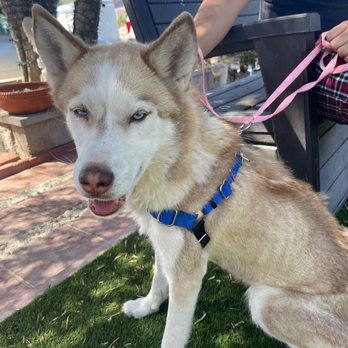 Bark Busters - Tucson - Pet Training Near Me Bark Busters - Tucson - Pet Training Near Me