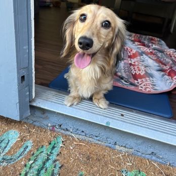 Pet Waggin' Pet Care - Dog Walkers Near Me Pet Waggin' Pet Care - Dog Walkers Near Me