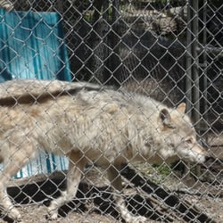 Northern Lights Wildlife - Active Wolf