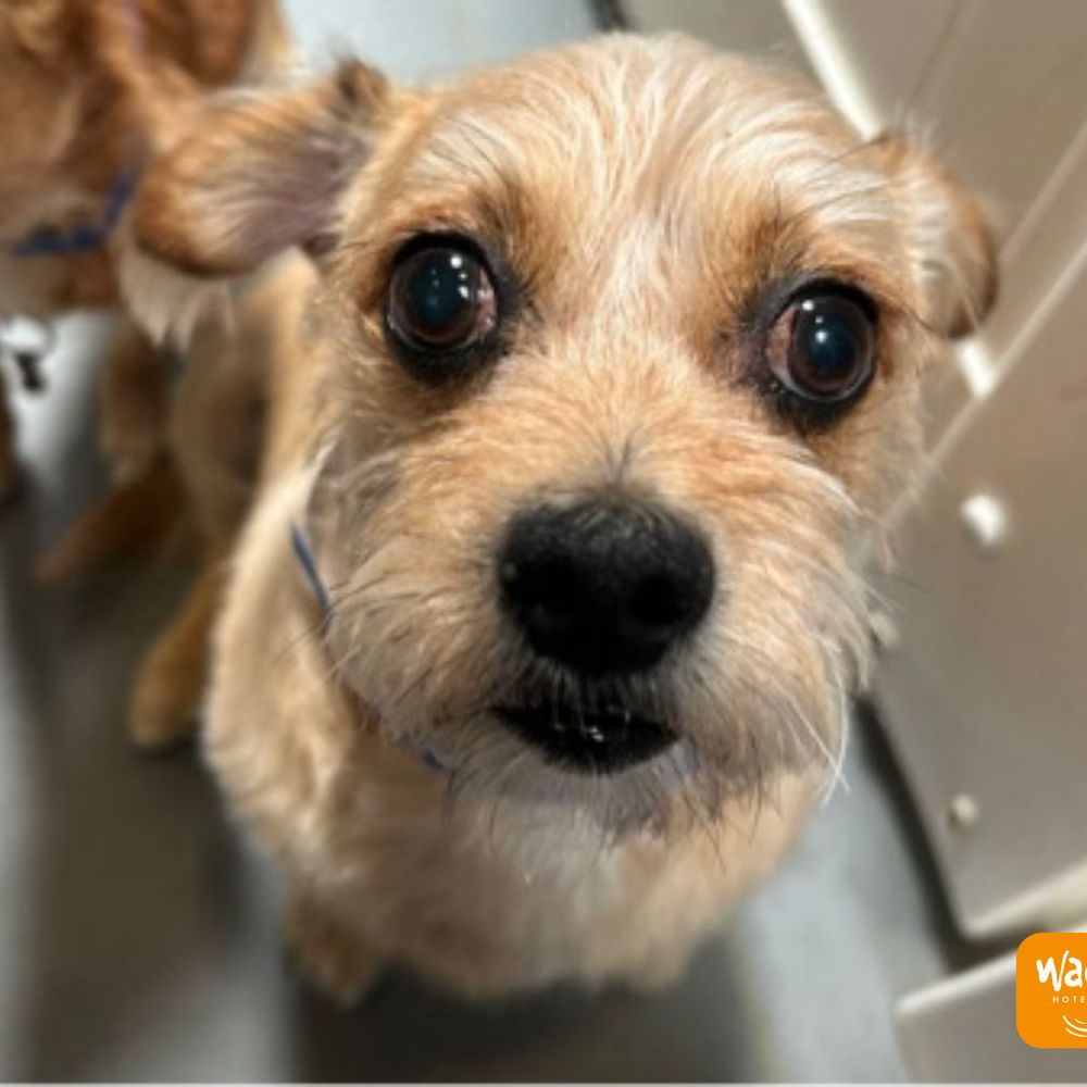 Wag Hotels - Carson - Louie - Pet Training Near Me - Carson, California Wag Hotels - Carson - Louie - Pet Training Near Me - Carson, California