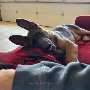 Shepherd Kingdom - Pet Breeders Near Me - Millersburg, Ohio