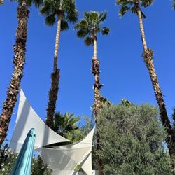 C'est la vie Las Vegas - These palms standing tall and gorgeous!