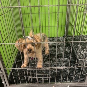 Caring Paws - Bella Came in for her full groom - Pet Groomers Near Me - Orange City, Florida