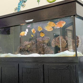 Mansfield Pediatrics - Fish tank - a hit! - Pediatricians Near Me - Mansfield, Texas
