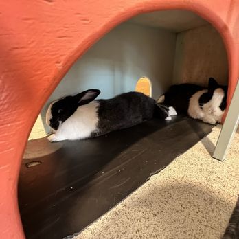 The Bunny Café - Lounging - Pet Adoption Near Me - Vancouver, British Columbia The Bunny Café - Lounging - Pet Adoption Near Me - Vancouver, British Columbia