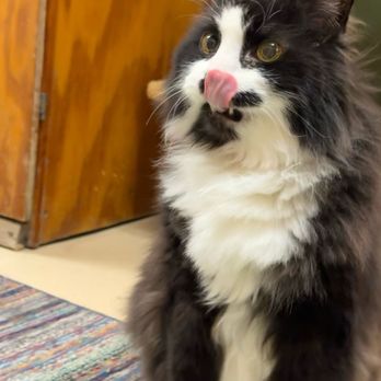 Pet Bnd - Cat - Pet Boarding Near Me - Albuquerque, New Mexico
