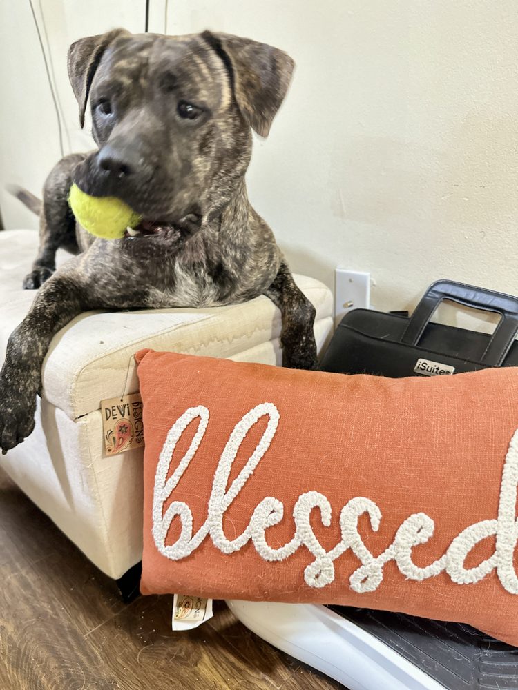 ANGEL PAWS 24 Photos Pembroke Pines, Florida Pet Training Phone