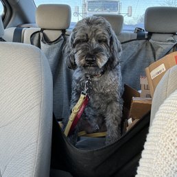 Remus in the car on the way home from a weekend boarding with CO Dog Academy. He's always so happy and so sleepy!