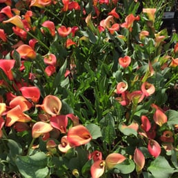 Beautiful flowers!