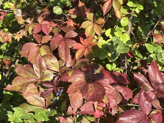 Fort Tilden Beach by null