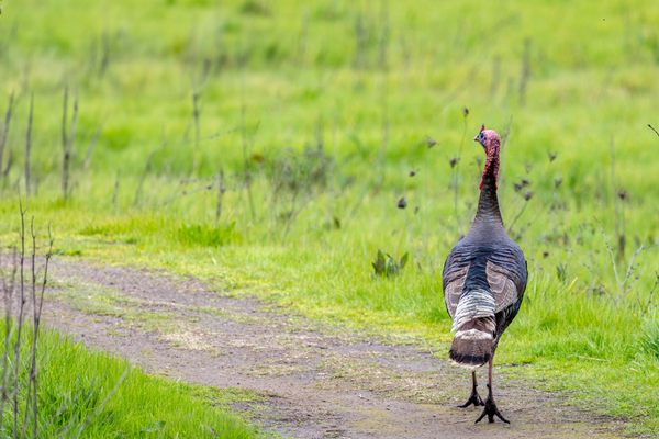 Laguna de Santa Rosa Trail by null