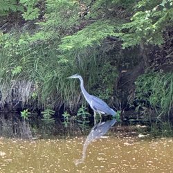 Cozy Pond Camping Resort - Blue Heron at the dog pond
