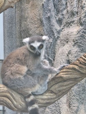 Haus des Meeres (House of the Sea) by null