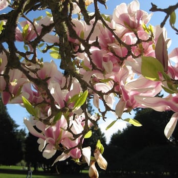Volunteer Park - Parks Near Me - Seattle, Washington Volunteer Park - Parks Near Me - Seattle, Washington