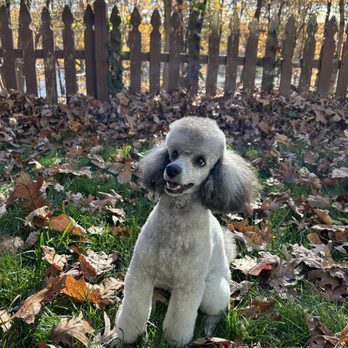 Poodle Showcase - Pet Groomers Near Me - Rockaway, New Jersey