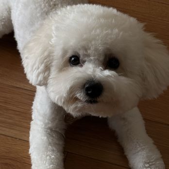 Kokoni Pets - Pet Groomers Near Me - San Gabriel, California