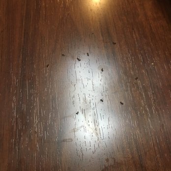 Comfort Suites - just a few of the dead ants i have killed. - Hotels Near Me - Springfield, Ohio