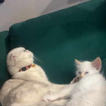 Mud Bay - Pet Stores Near Me - University Place, Washington