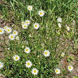 Detroit Lake State Park - Daisies.