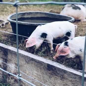 Virtue Cider - Piggies at the farm - they eat apples and in turn, piggies taste like apples. - Cideries Near Me - Fennville, Michigan Virtue Cider - Piggies at the farm - they eat apples and in turn, piggies taste like apples. - Cideries Near Me - Fennville, Michigan