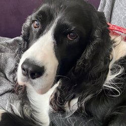Garry Oak Veterinary Hospital - Sadie