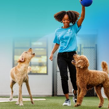 Pet Paradise Charlotte Airport - Pet Training Near Me - Charlotte, North Carolina Pet Paradise Charlotte Airport - Pet Training Near Me - Charlotte, North Carolina