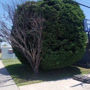 Tavite's Tree Service - Before - Tree Services Near Me