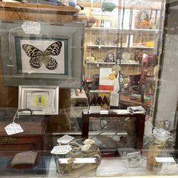 Picker's Paradise Antique Mall - Taxidermy butterflies and others