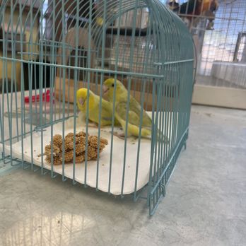 Magnolia Bird Farm - Getting our bird - Pet Stores Near Me - Anaheim, California