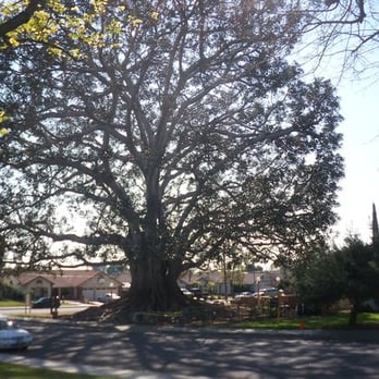 Big Tree Park - I had to walk halfway down the block to get this picture, - Parks Near Me - Glendora, California Big Tree Park - I had to walk halfway down the block to get this picture, - Parks Near Me - Glendora, California