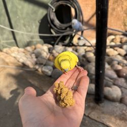 user provided Bee City Zoo photo