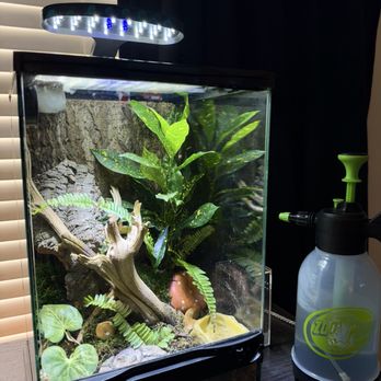 LLLReptile & Supply - Bioactive enclosure built by Joshua Duran at LLLreptile & supply Oceanside ca - Reptile Shops Near Me - Oceanside, California LLLReptile & Supply - Bioactive enclosure built by Joshua Duran at LLLreptile & supply Oceanside ca - Reptile Shops Near Me - Oceanside, California