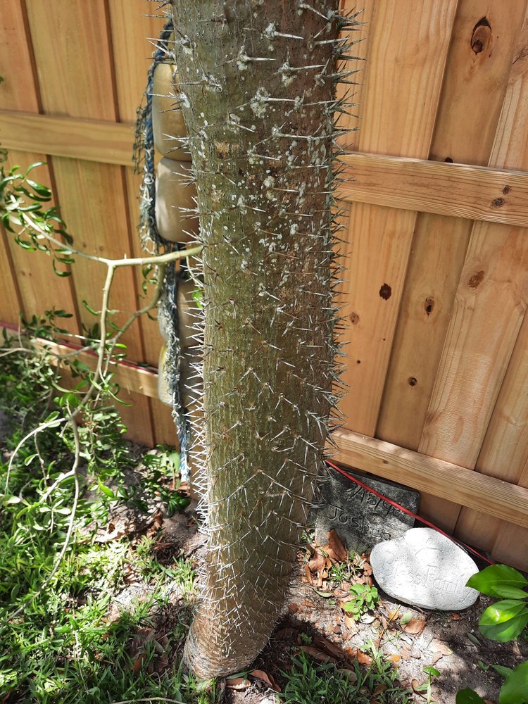 ROSE TREE SERVICE Updated August 2024 Request a Quote Rockledge