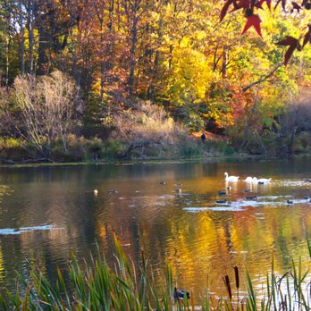 Oakland Lake - Swans - Lakes Near Me - Oakland Gardens, New York Oakland Lake - Swans - Lakes Near Me - Oakland Gardens, New York