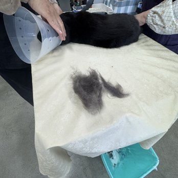 Happy Cat Grooming - Black cat on a table with a pile of fur - Pet Groomers Near Me - Cypress, California Happy Cat Grooming - Black cat on a table with a pile of fur - Pet Groomers Near Me - Cypress, California