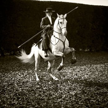 Pine Lodge School of Classical Equitation - Horseback Riding Near Me - Norwich, NFK Pine Lodge School of Classical Equitation - Horseback Riding Near Me - Norwich, NFK