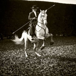 Pine Lodge School of Classical Equitation