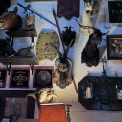 The Oddities Museum - Taxidermy and artwork