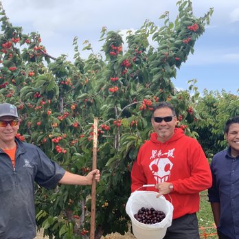 Kelsey Cherry Pickin' Farm - Pick Your Own Farms Near Me - Byron, California Kelsey Cherry Pickin' Farm - Pick Your Own Farms Near Me - Byron, California