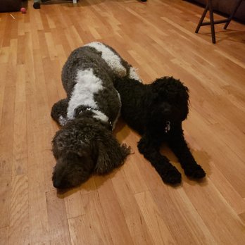 The Divine Canine - Bailey and Ripley are Thankful for Divine Canine!!!! - Pet Sitting Near Me - Louisville, Colorado The Divine Canine - Bailey and Ripley are Thankful for Divine Canine!!!! - Pet Sitting Near Me - Louisville, Colorado