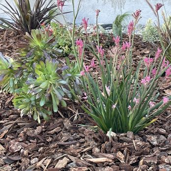 Mi Jalisco Nursery - Kangaroo paw plant - Nurseries & Gardening Near Me - Lakewood, California