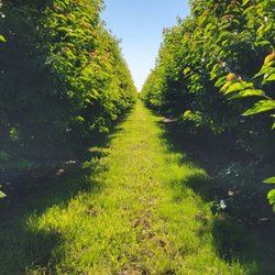 G & S Farms - Denali - Beautiful day.
