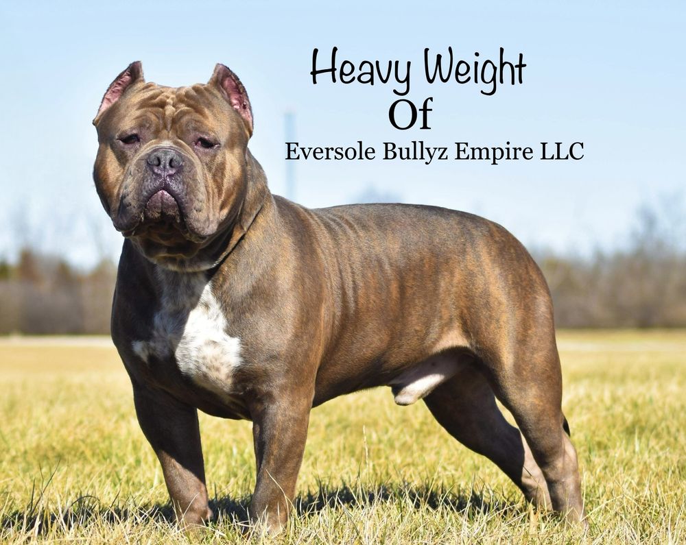 EVERSOLE BULLYZ EMPIRE Request Consultation London, Kentucky Pet