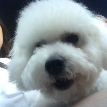 Q d Doggie - Pet Groomers Near Me - Lake Forest, California