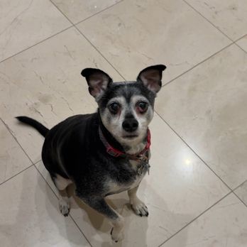 Topanga Veterinary Clinic - Buddy (my family dog) feeling much better! - Veterinarians Near Me - Chatsworth, California Topanga Veterinary Clinic - Buddy (my family dog) feeling much better! - Veterinarians Near Me - Chatsworth, California