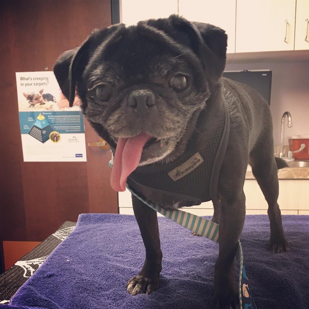 NORTHPAWS ANIMAL HOSPITAL Updated October 2024 21257 Leitersburg