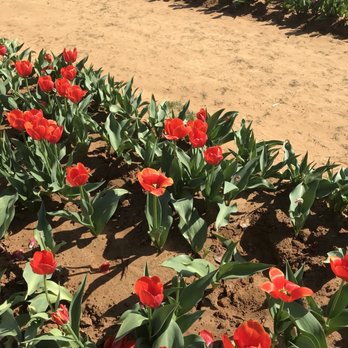 Texas-Tulips - Nurseries & Gardening Near Me - Pilot Point, Texas Texas-Tulips - Nurseries & Gardening Near Me - Pilot Point, Texas