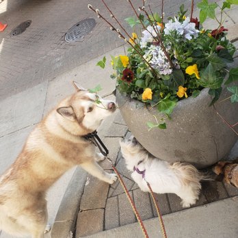 South Loop Pet Care - Dog Walkers Near Me - Chicago, Illinois